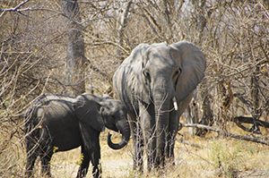Elephants in Savuti